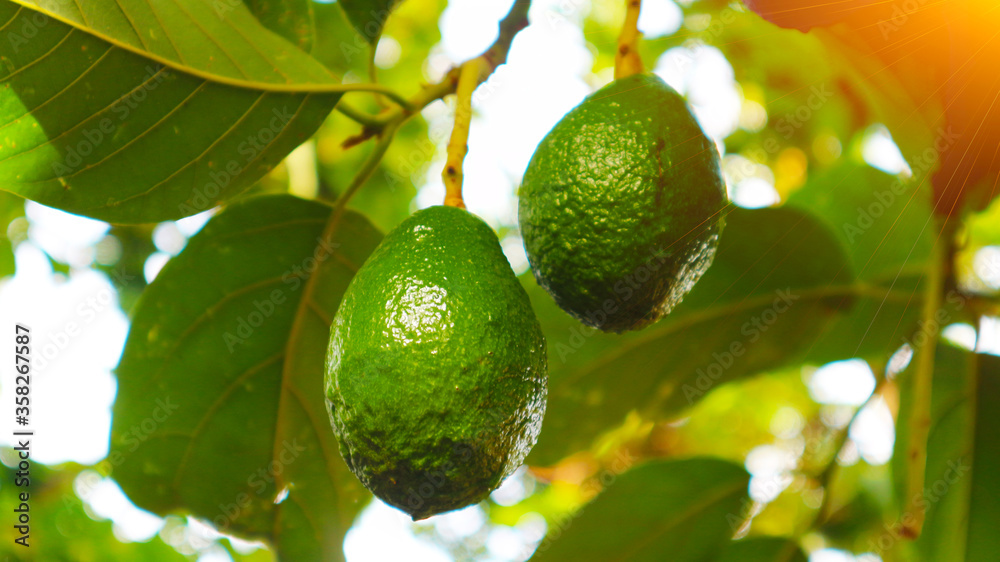 Avocado varieties Hass the meat is delicious. Avocado varieties Hass the meat is delicious.