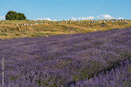 Lavender fields in Brihuega Spain