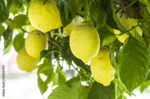 Lemon tree with lemons