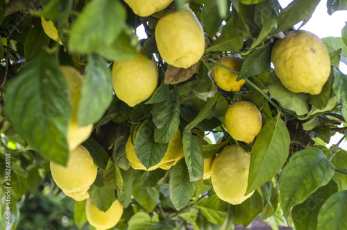 Lemon tree with lemons