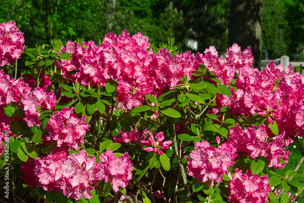 Rhododendron blooming flowers in the spring garden. Pacific rhododendron or California rosebay evergreen shrub. Beautiful pink Rhododendron close up Rhododendron blooming flowers in the spring garden. Pacific rhododendron or California rosebay evergreen shrub. Beautiful pink Rhododendron close up