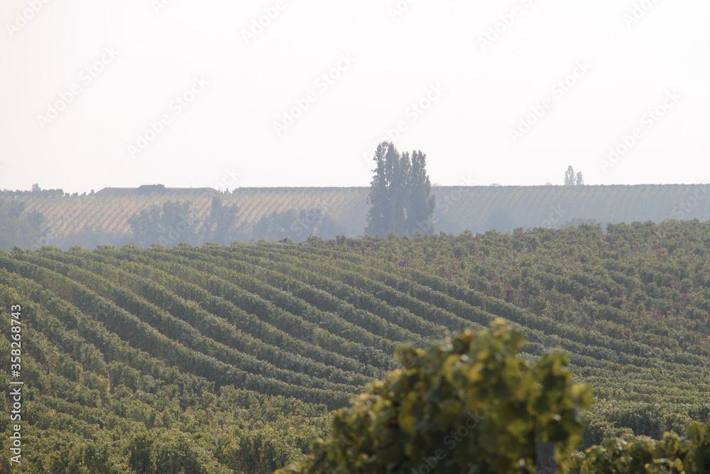 Fototapeta premium Morgendunst in den Weinbergen