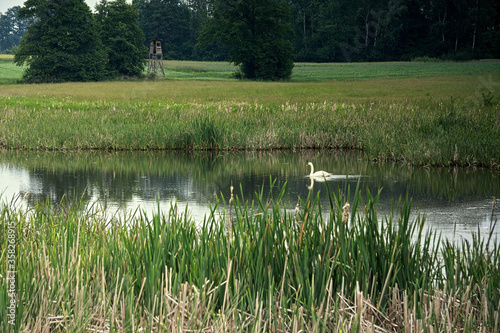 Swimming swan at the forest and hunter's house