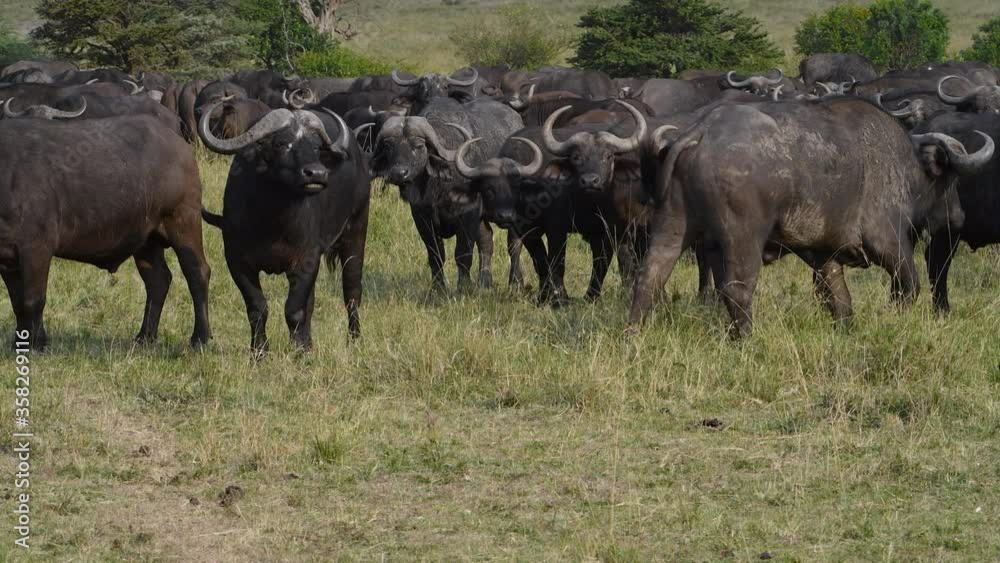 Cape buffalo herd faces camera with aggressive stand off in Kenya. Cape buffalo herd faces camera with aggressive stand off in Kenya.