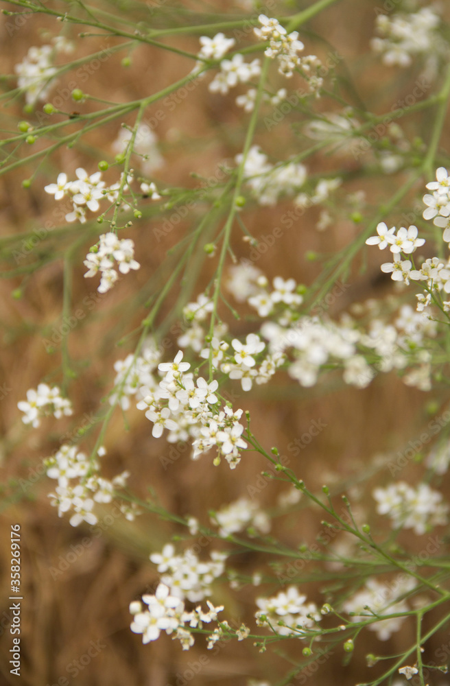 Background of little white flowers Background of little white flowers