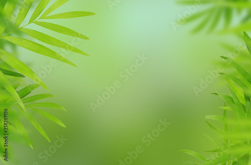 Green leaves of chameadorea palm in border decorations
