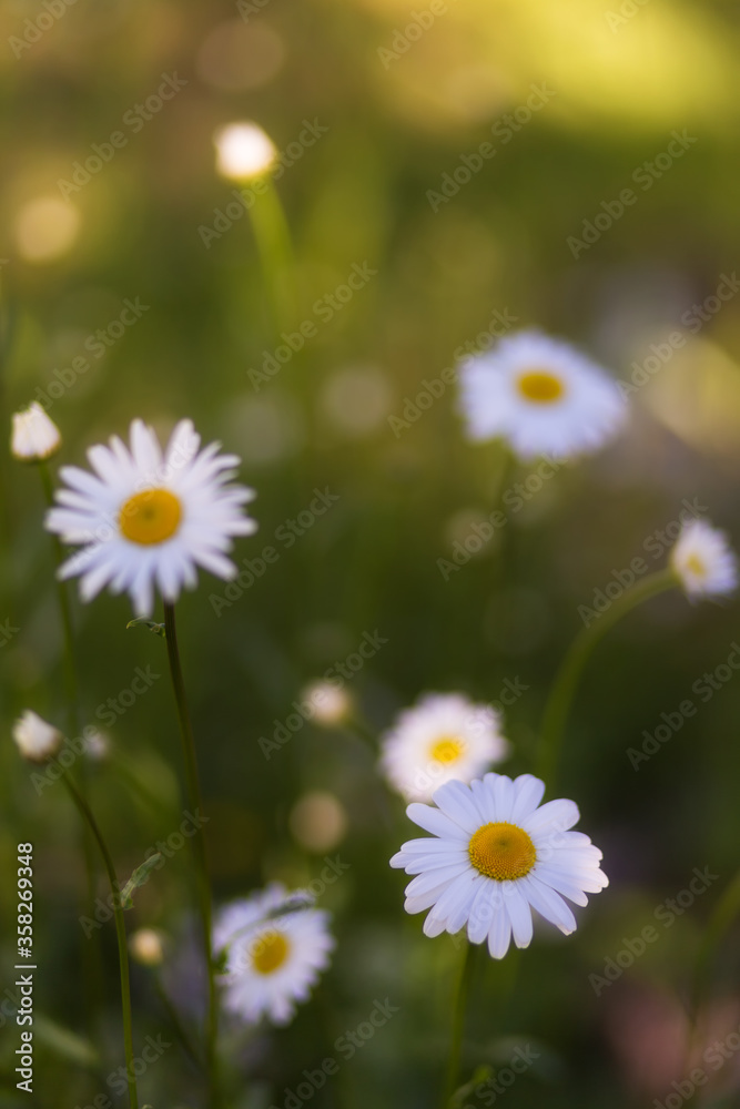 Chamomile flower on green background. Natural background with medical chamomile. White summer blossom of daisies.