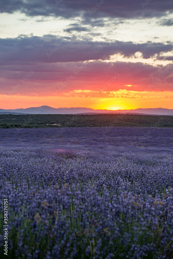 Sunset in Lavender fields in Brihuega Spain