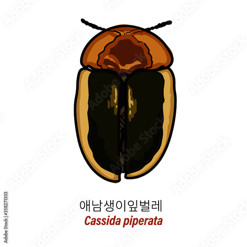 Cassida piperata
