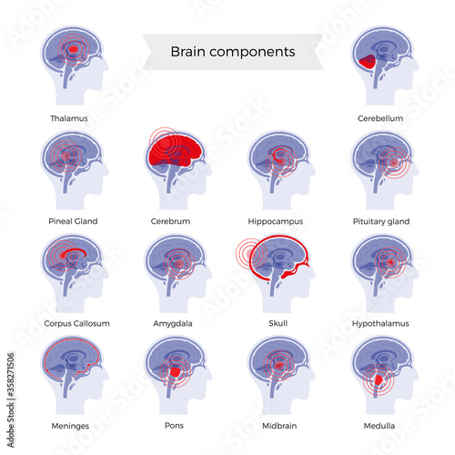 Pain Brain Illustration