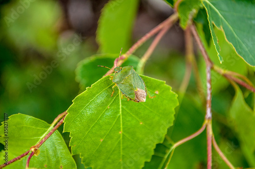 vegetation in the forest in summer © Александр Маланькин