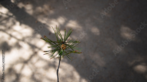 Branch of a pine tree against a grey asphalt. Pine tree. photo