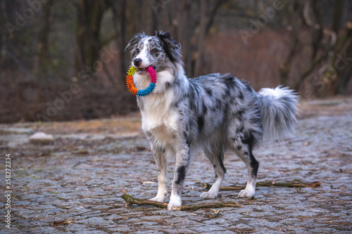 Border Collie with a toy in the park. A dog in autumn surroundings. © Oktawiusz