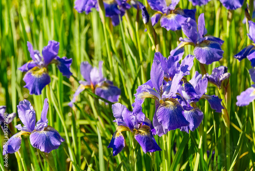 Close up of purple Japanese iris flowers. Blue flower irises- nature summer sunny background. Soft focus with bokeh.