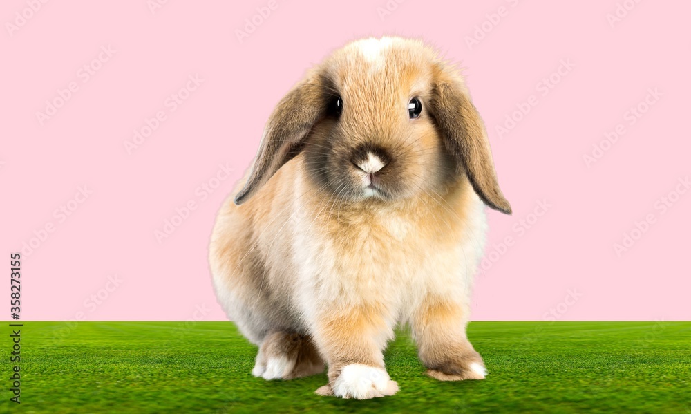 Fototapeta premium Animal.