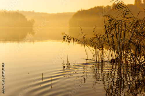 Fototapeta Naklejka Na Ścianę i Meble -  A lake at sunrise with a duck floating in thickets in warm colors