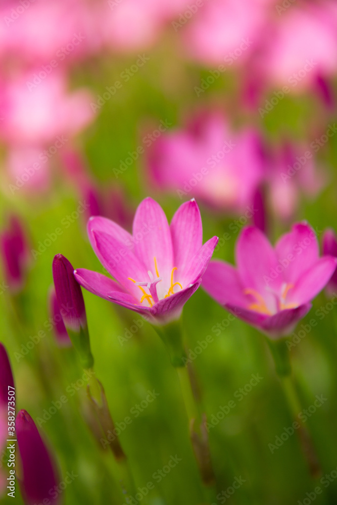 Field of little pink flowers.