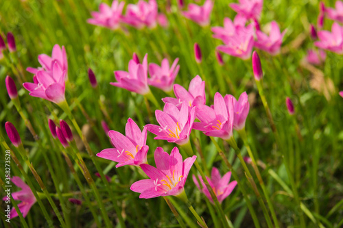 Field of little pink flowers.