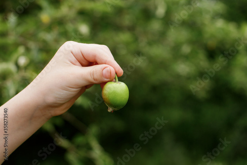 A small Apple in the palm of your hand against a blurry bakground of greenery