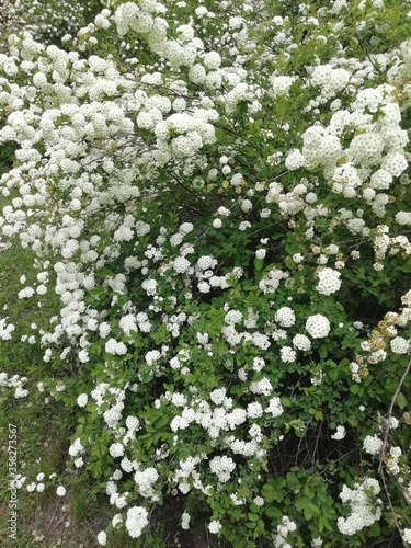 white flowers in the spring