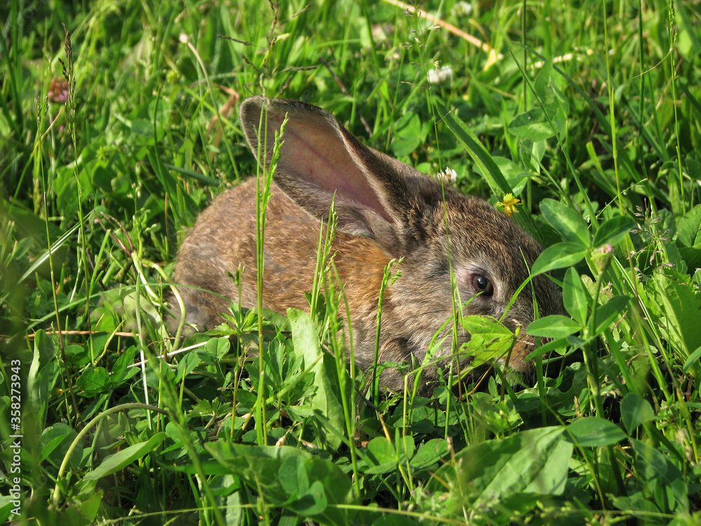 Beautiful decorative domestic rabbit on a meadow eats. A pet in the wild in the open air. Stock background for design Beautiful decorative domestic rabbit on a meadow eats. A pet in the wild in the open air. Stock background for design