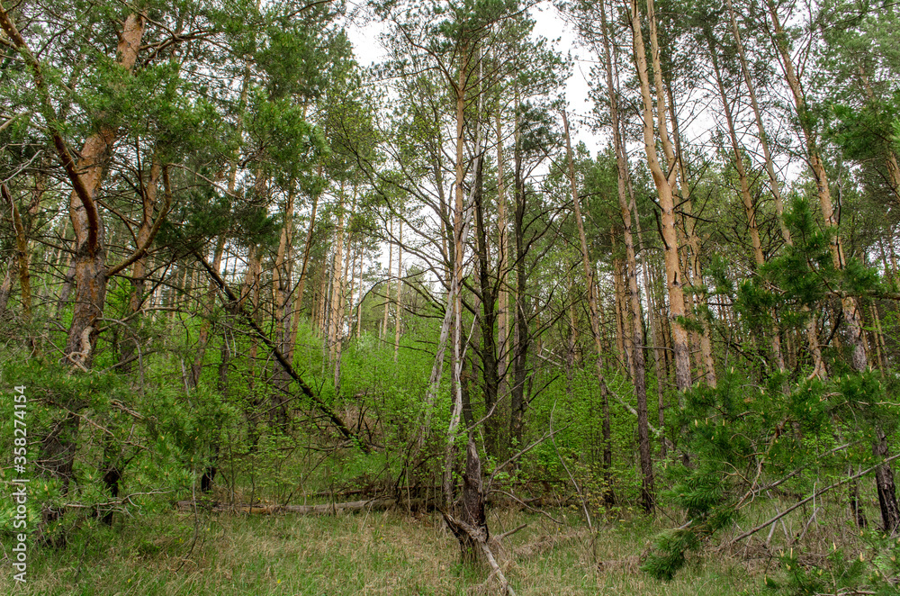 Fototapeta premium tree in the forest