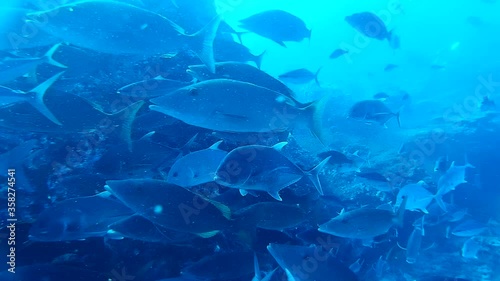 A massive school of Longnosed emperor and Giant trevally photo