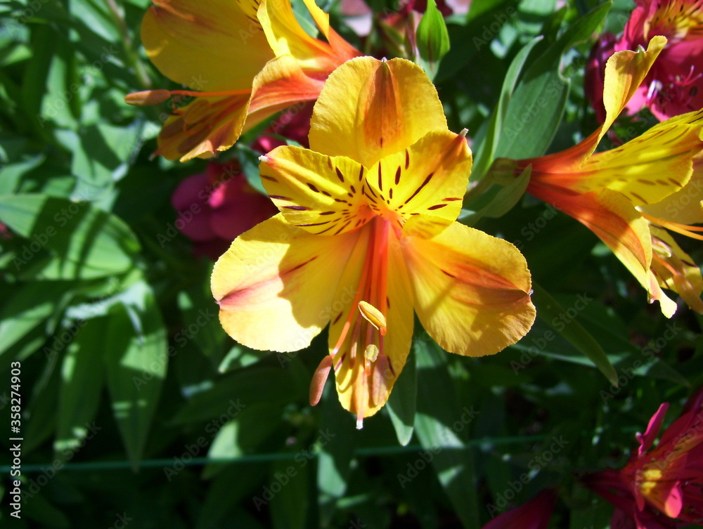 Yellow and orange color Peruvian lily flower