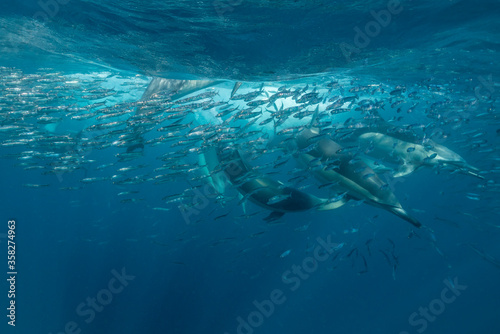 Common dolphins working as a team to feed on a sardine bait ball during the sardine run, Wild Coast, Indian Ocean, South Africa.