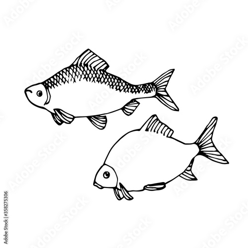 set of freshwater fish, roach, bream, for decorative ornaments and patterns, vector illustration with black ink contour lines isolated on a white background in doodle & hand drawn style