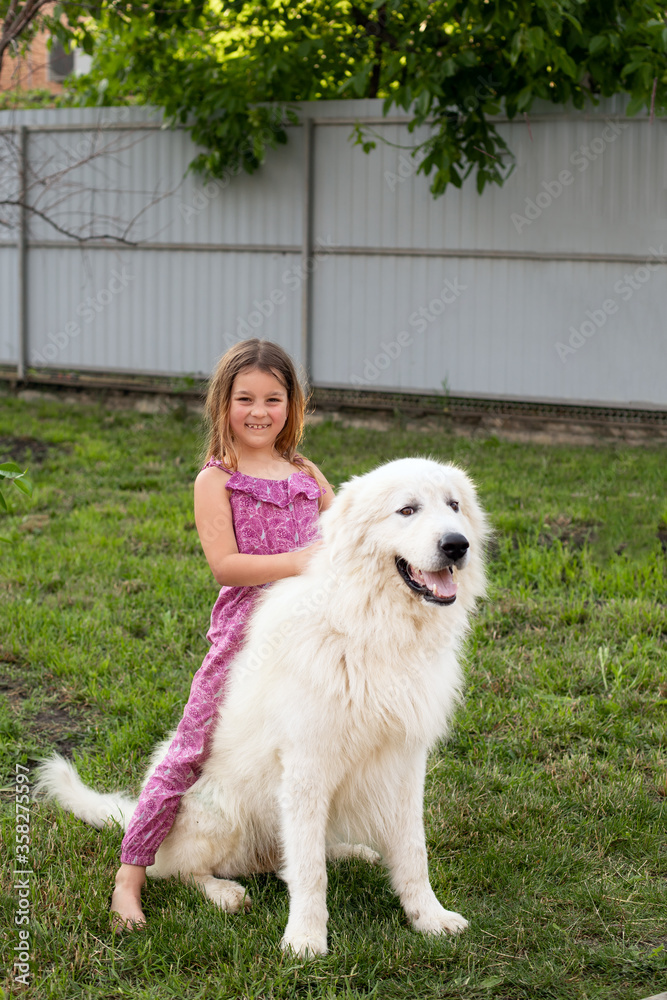 a sweet smiling girl of seven with her friend a Maremma dog on a green lawn a sweet smiling girl of seven with her friend a Maremma dog on a green lawn