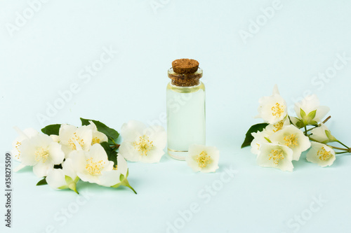 Jasmine flowers isolated on blue background, close up. © Olga