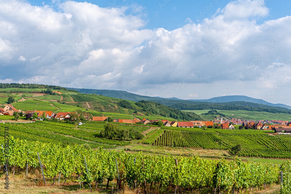 Alsatian vineyard and village on the wine route
