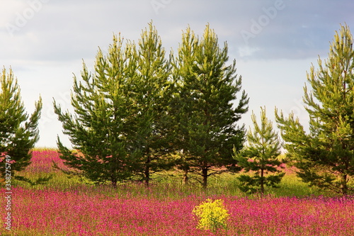 Young pine trees on the background of bright flowers and the setting sun