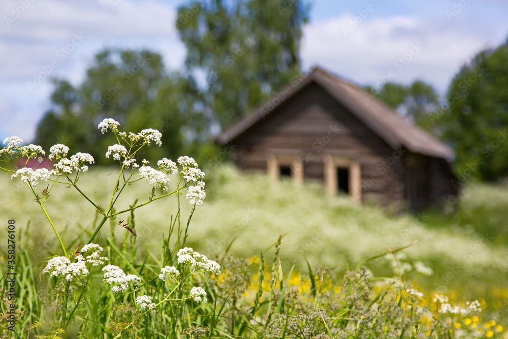 Old wooden house without windows on a background of wildflowers Old wooden house without windows on a background of wildflowers