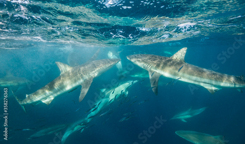 Bronze whaler sharks and common dolphins competing to feed on a sardine bait ball during the sardine run,  Wild Coast, Indian Ocean, South Africa.
