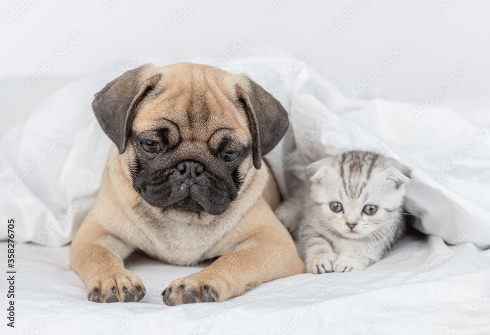Pug puppy and baby kitten lie together under a warm blanket on a bed at home Pug puppy and baby kitten lie together under a warm blanket on a bed at home