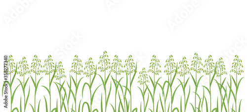 Oat plant green field. Horizontal banner. Avena sativa. Cereal grain. Place for text. Copy space. Harvest agricultural. Vector background.