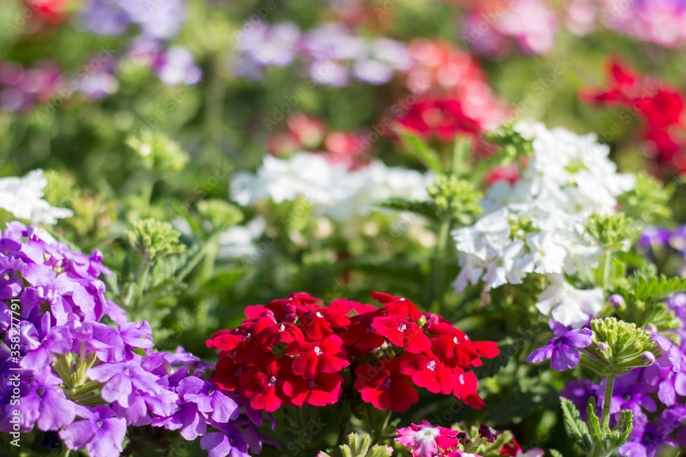 Verbena hybrida multicolored in the garden Verbena hybrida multicolored in the garden