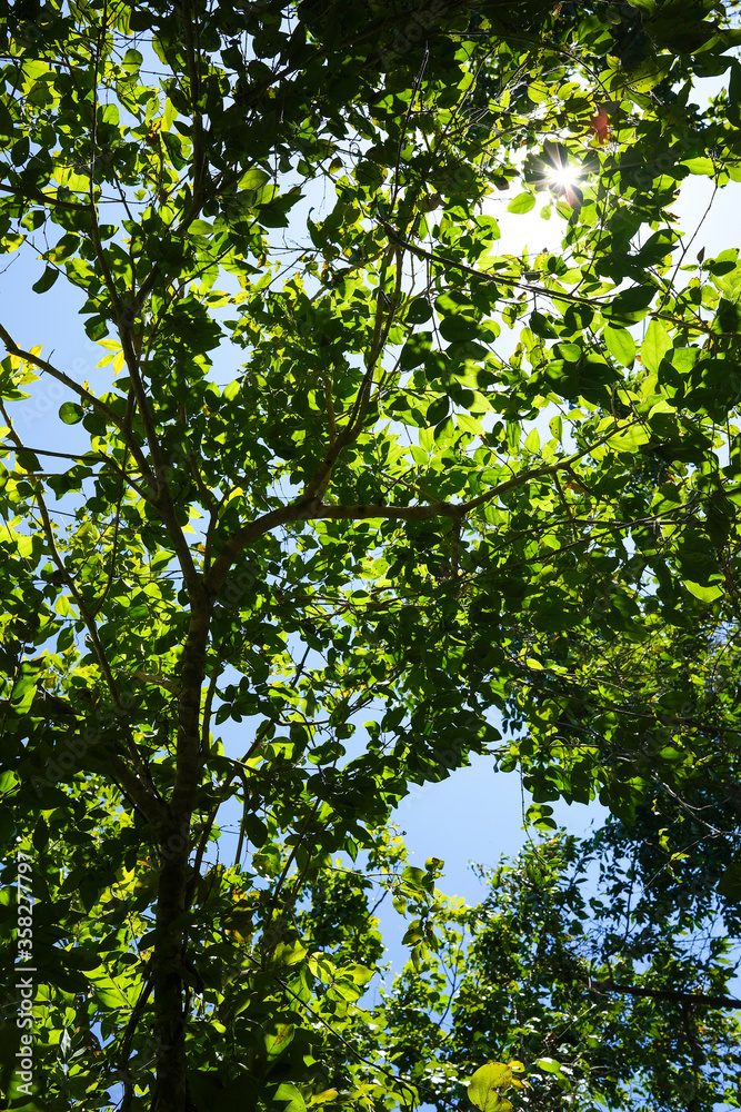 Fototapeta premium Trees canopy in the forest
