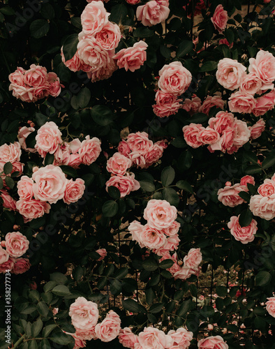 Beautiful Roses In A Rose Garden