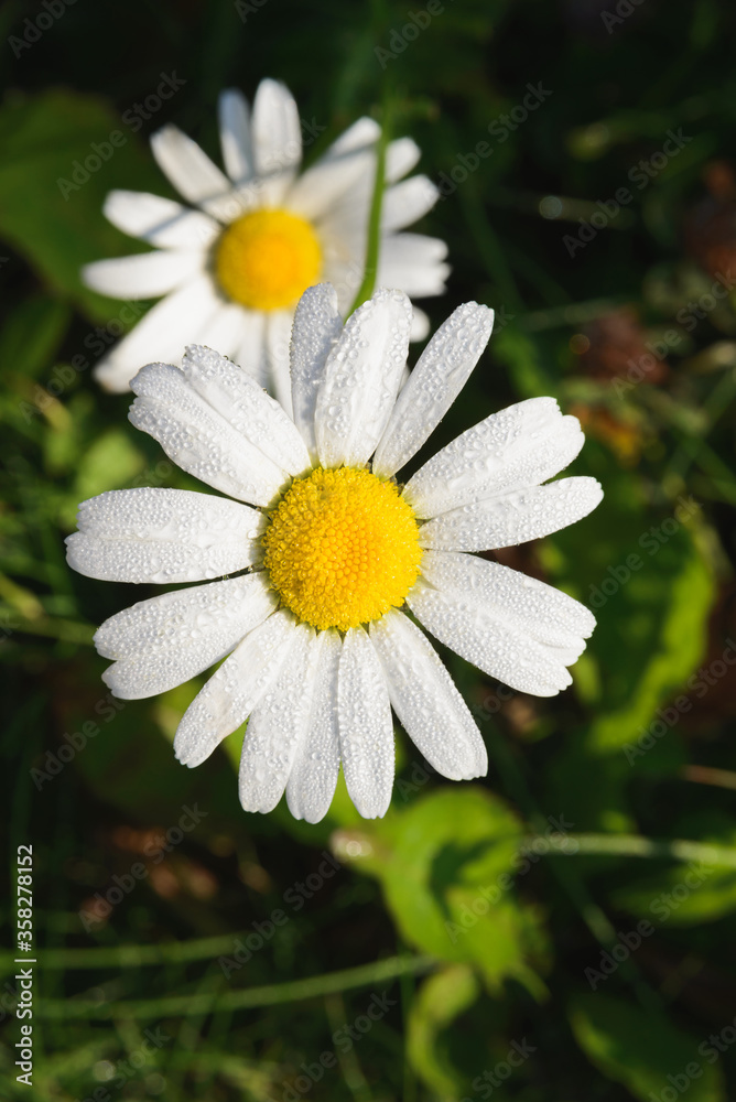 Fototapeta premium fresh white daisy with dewdrops or after rain on green meadow gras background, close-up top view, vertical outdoors stock photo image