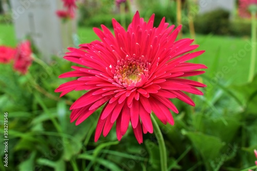 Barberton Gerbera daisies can mean innocence, purity, and cheerfulness.