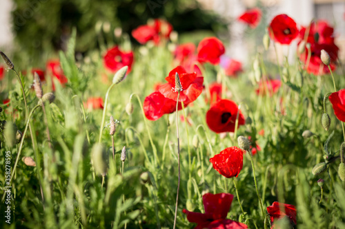 Red poppies on a garden bed.