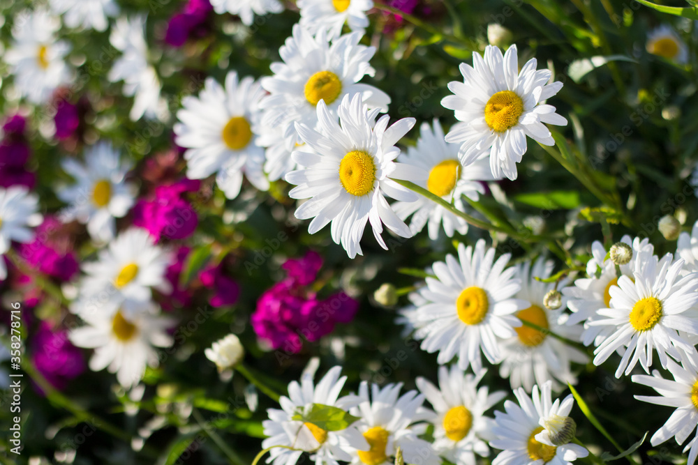 Bed with daisies in the garden Bed with daisies in the garden
