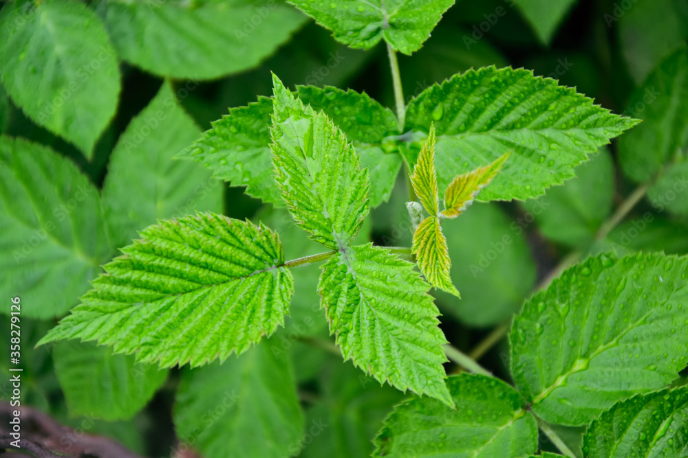 Raspberry bush after summer rain. Fresh green leaf. Village. Foliage. Raspberries plant leaves. Organic agriculture. Countryside garden. Raspberry bush after summer rain. Fresh green leaf. Village. Foliage. Raspberries plant leaves. Organic agriculture. Countryside garden.