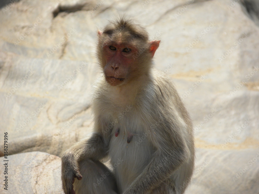 Bonnet macaque monkey