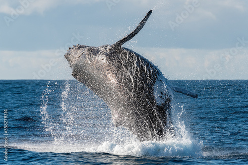 Humpback whale breaching, east coast of South Africa. photo