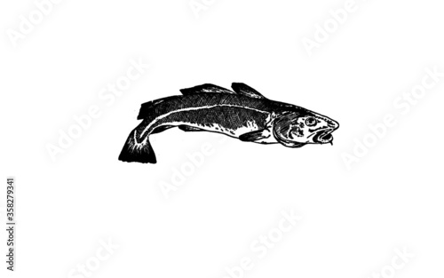 fish isolated on white