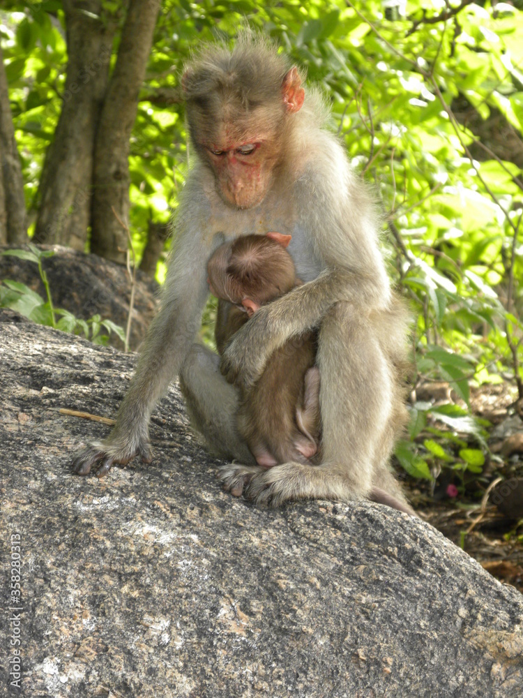 Bonnet macaque monkey with baby